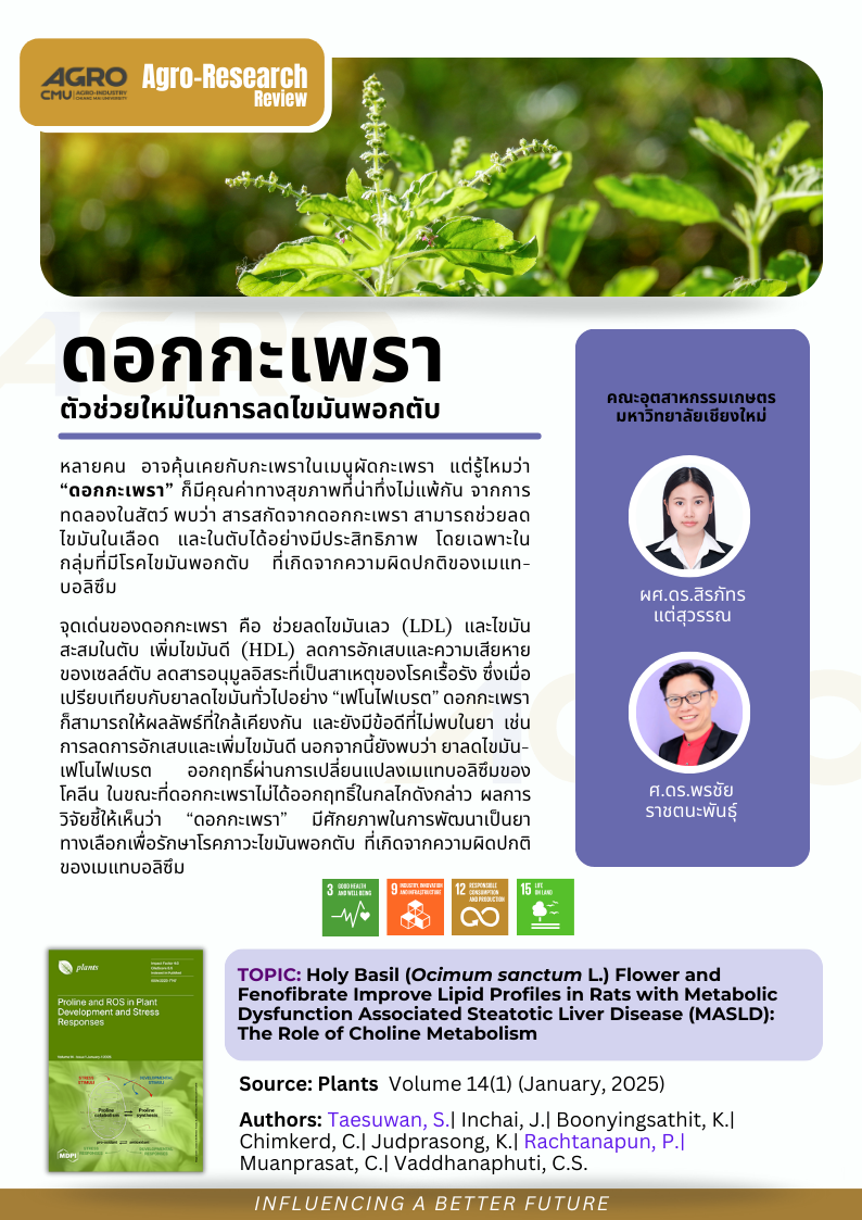 ดอกกะเพรา ตัวช่วยใหม่ในการลดไขมันพอกตับ